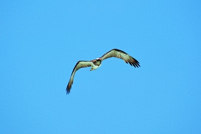 white and black bird flying under blue sky during daytime